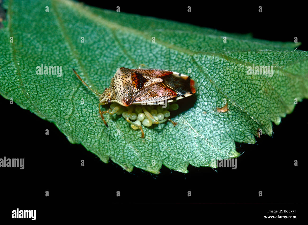 Bug di genitore, uno scudo bug (Elasmucha grisea: Acanthosomidae) femmina a guardia dell sue uova REGNO UNITO Foto Stock