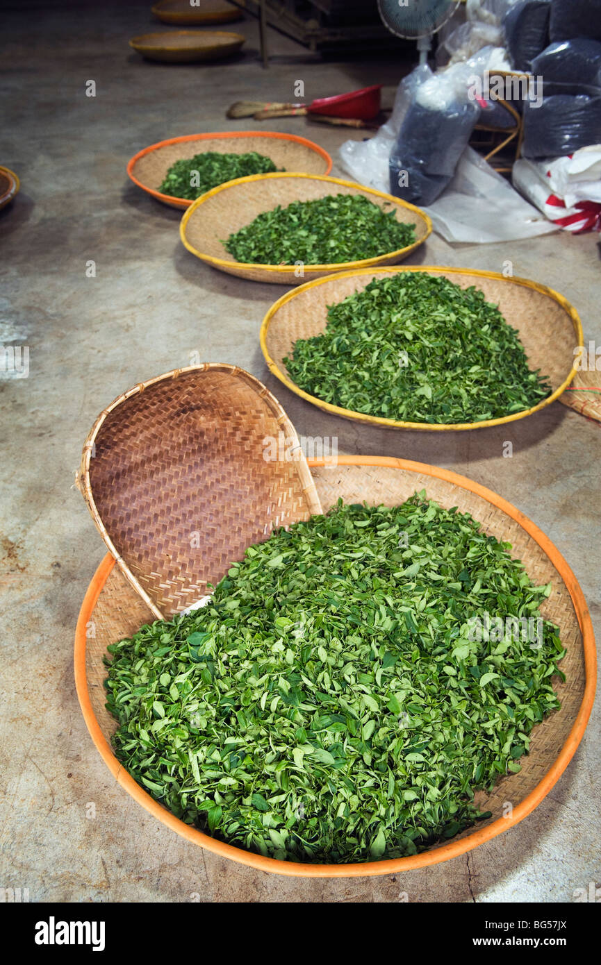 Cestini di appena raccolte le foglie di Camellia utilizzato nella produzione di tè verde. Foto Stock