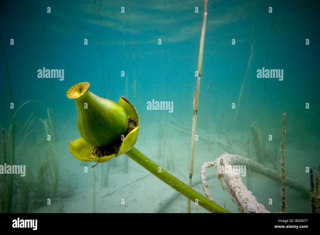 Frutto di un giallo giglio di acqua (Nuphar lutea), in un lago del Giura (Francia). Frutto de nénuphar jaune dans onu giurassiano lac (Francia) Foto Stock