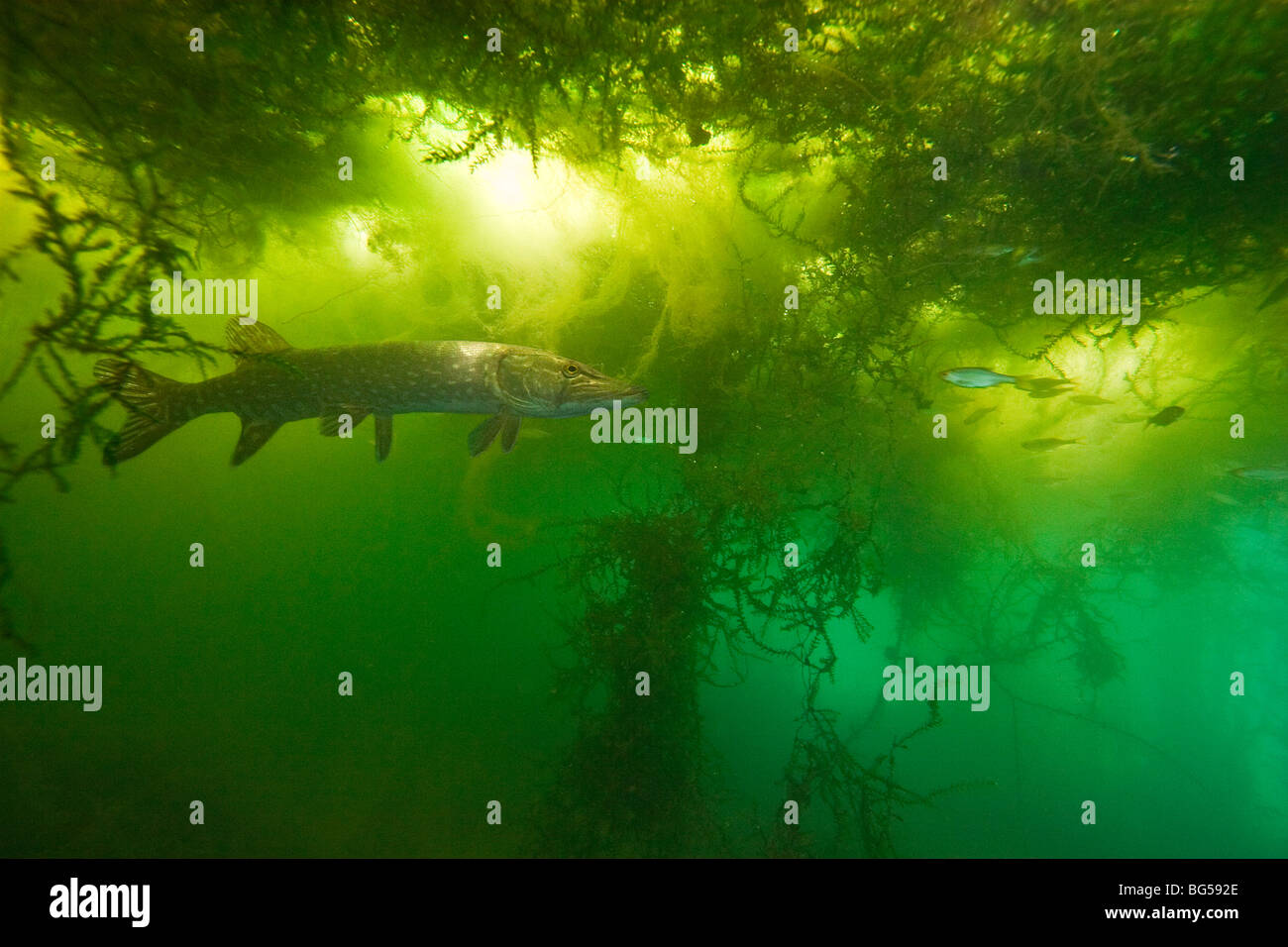 Un luccio (Esox lucius) in un ambiente naturale. La superficie di acqua tende verso una copertura di alghe filamentose. Foto Stock