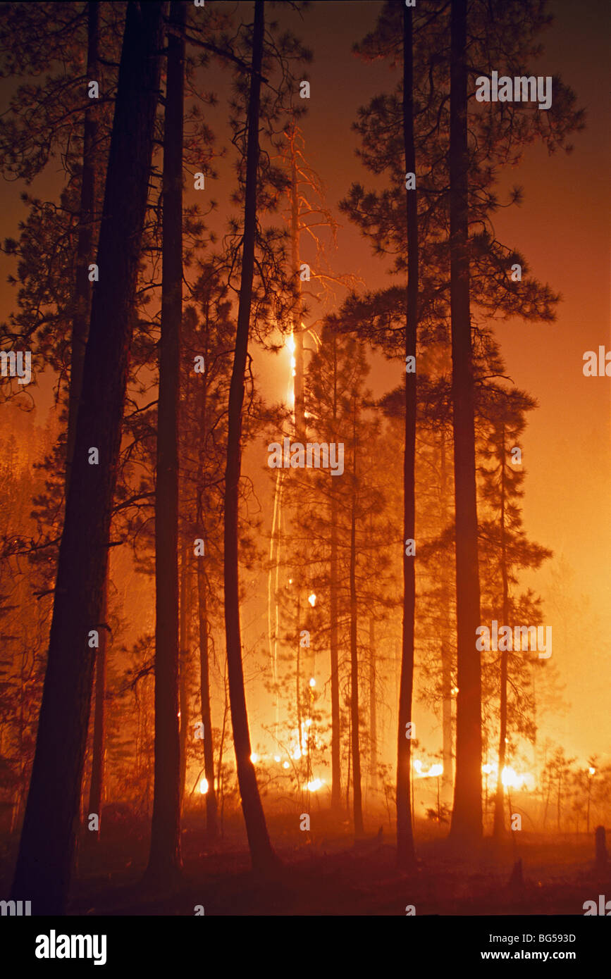 Prescritto fuoco lungo il terreno in Ponderosa Pine Forest Foto Stock