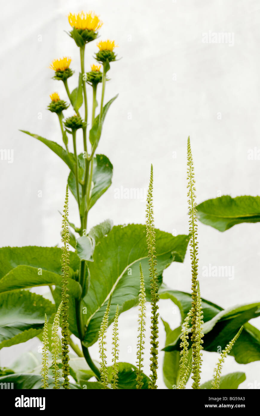 Dyeplants, Reseda luteola, Tintori saldatura e Inula helenium, Enula. Foto Stock