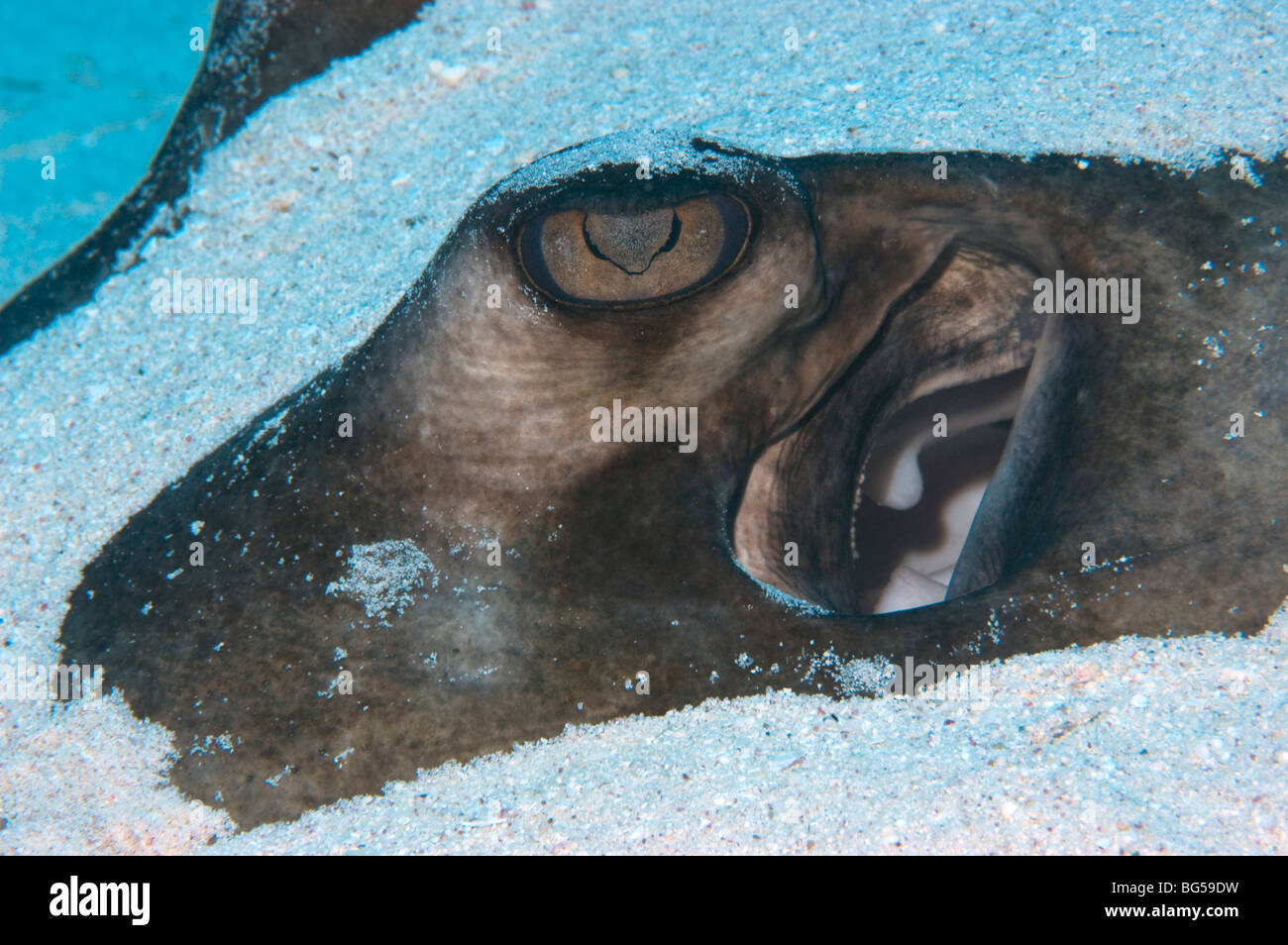 Un Southern Stingray coperto di sabbia in Little Cayman. Foto Stock