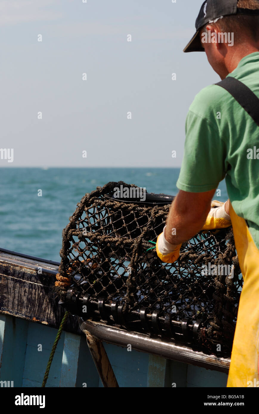 Lobster pescatore del controllo di una pentola, Cardigan Bay, il Galles. Foto Stock
