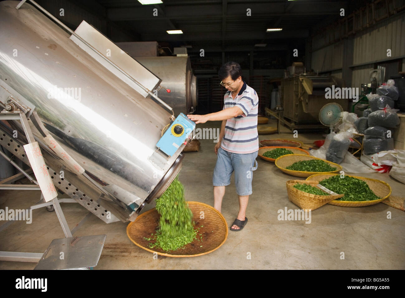 Un uomo si svuota un bicchiere grande utilizzato per essiccare la fase organica Camellia foglie che sono usati per fare il tè verde. Foto Stock