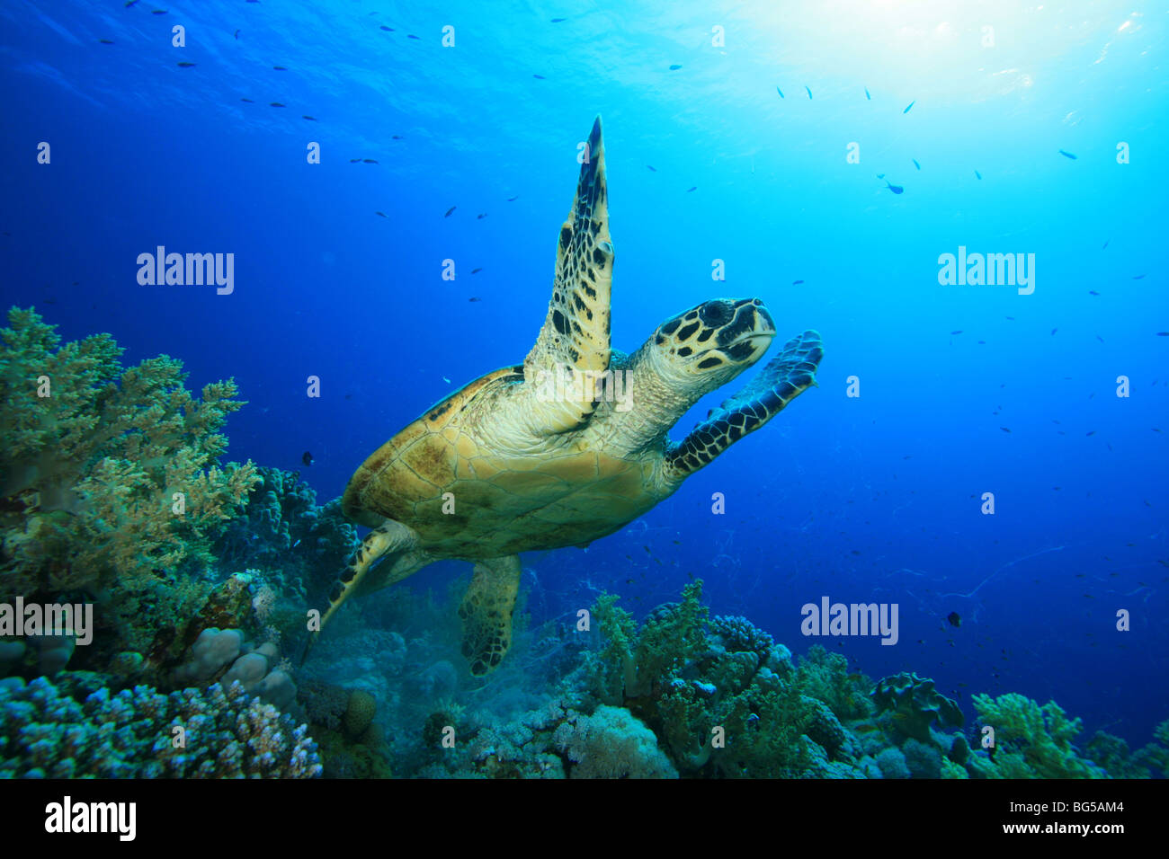 Tartaruga di mare prendendo il largo Foto Stock
