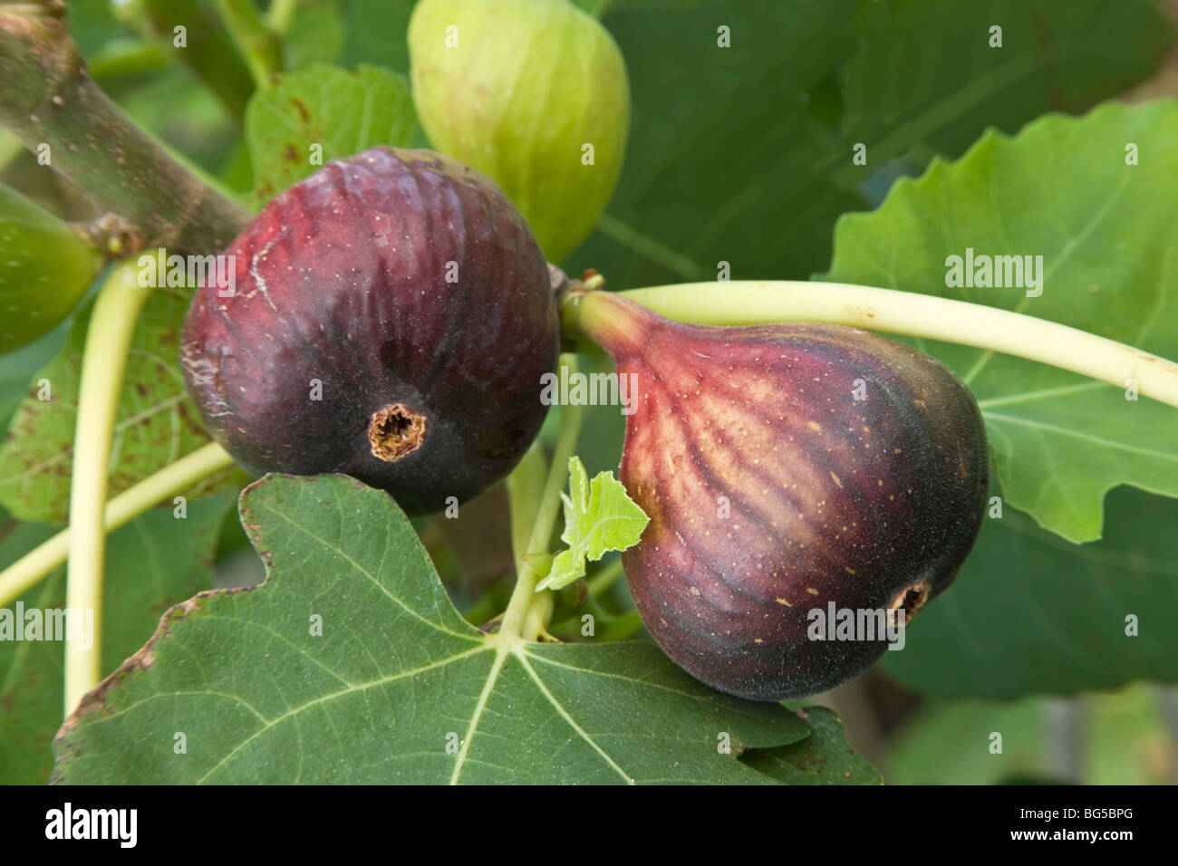 Le figure 'Brown Turchia" sul ramo. "Ficus cardiac". Foto Stock