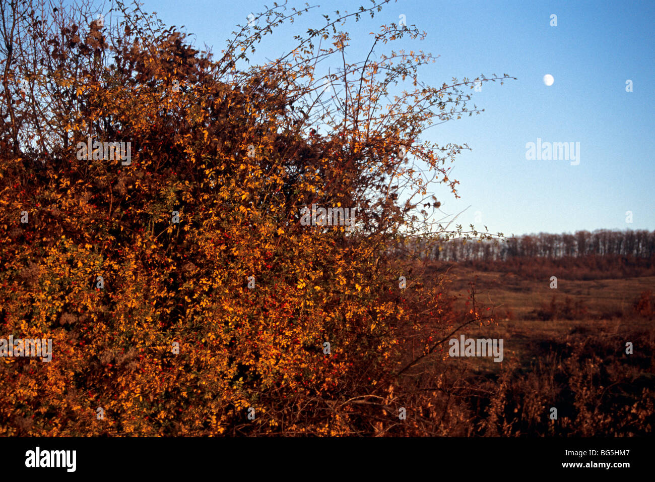 Vegetazione nella stagione autunnale, bella luna e cielo blu in background dal turismo di destinazione Romania, Europa Foto Stock