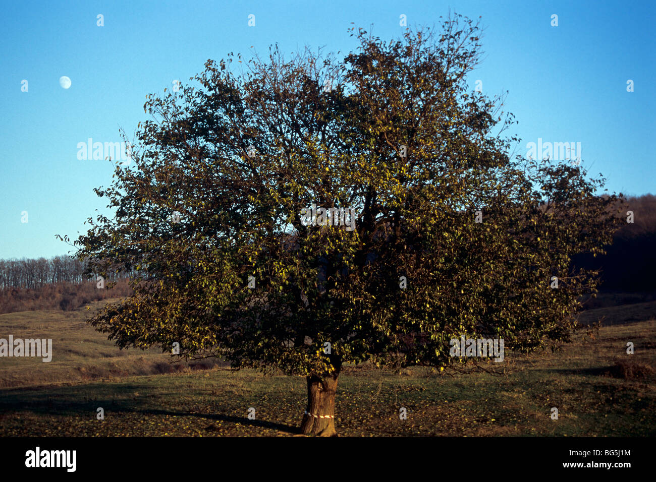 Una struttura ad albero singolo scenario, cielo blu e bella luna in background Foto Stock