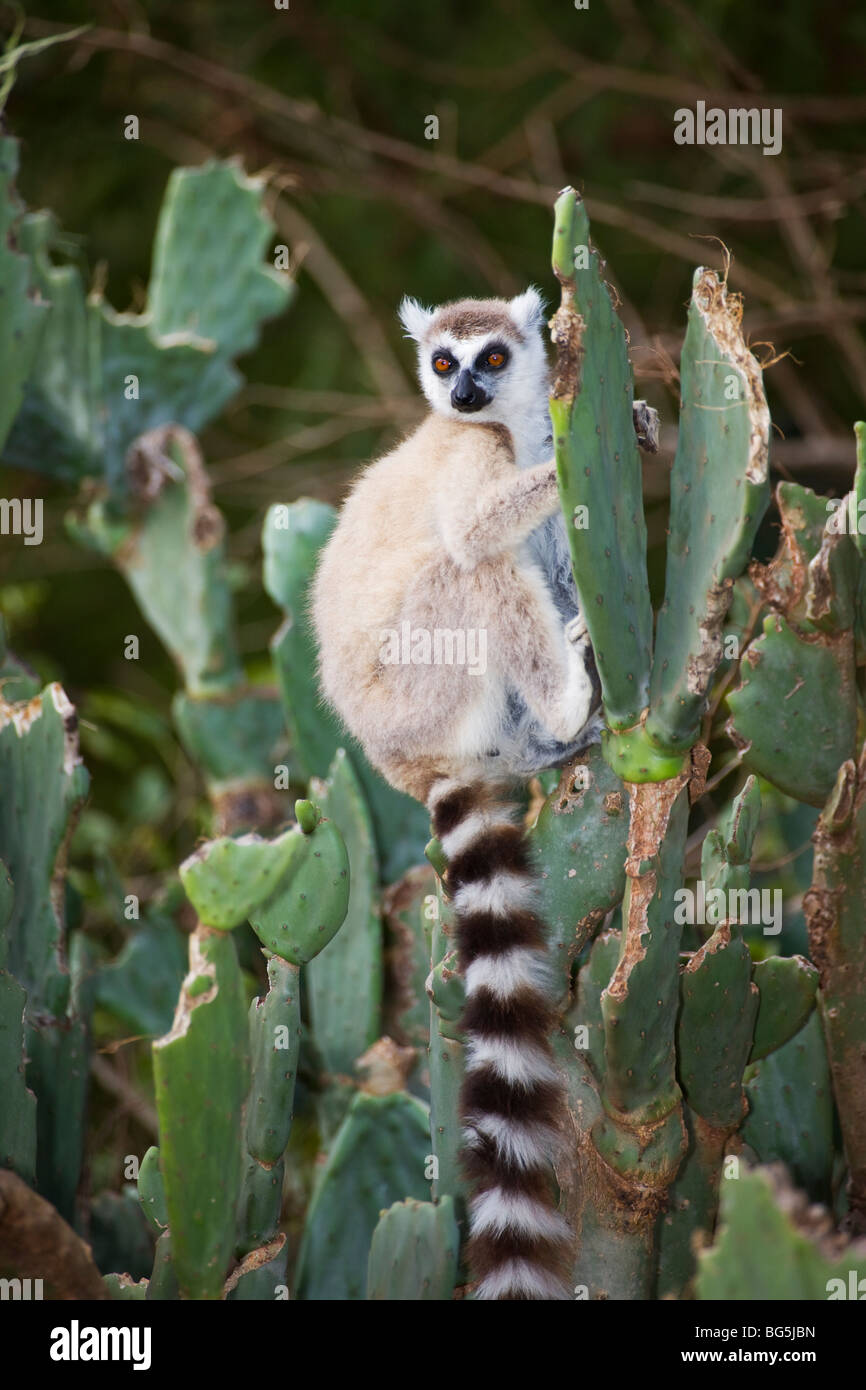 Un anello-tailed Lemur seduto su una Opuntia Cactus in riserva Berenty, Madagascar Foto Stock