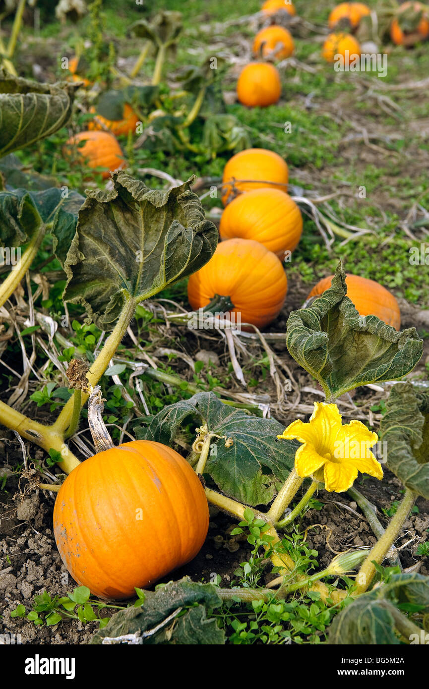 Zucca Patch, Connecticut Foto Stock