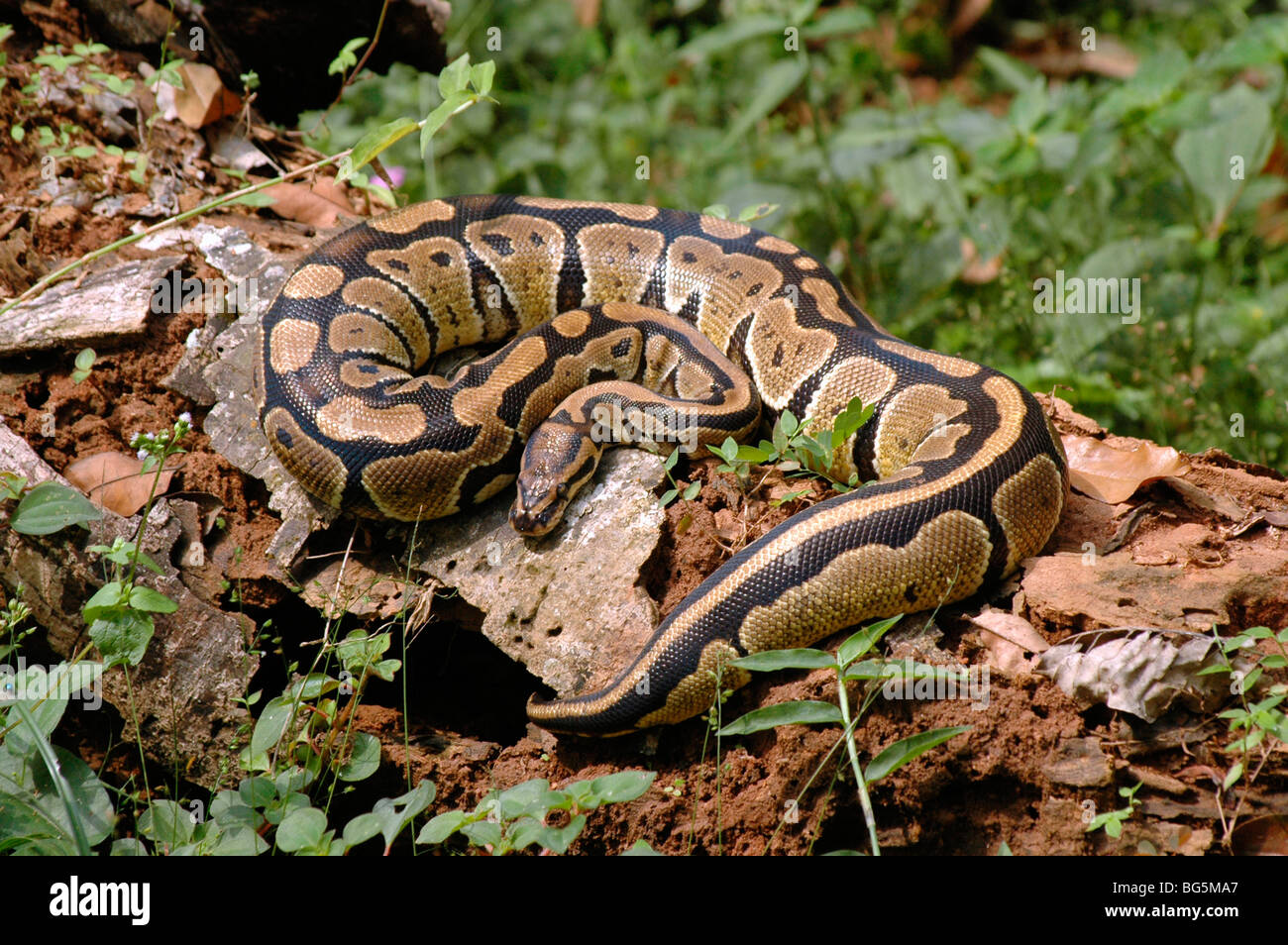 Rock Python Python sebae crogiolarsi su un albero caduto nella foresta pluviale del Ghana Foto Stock