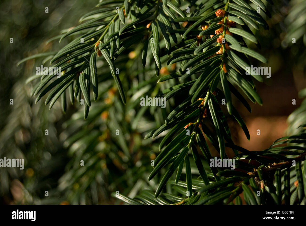 Yew foglie, Taxus baccata Foto Stock