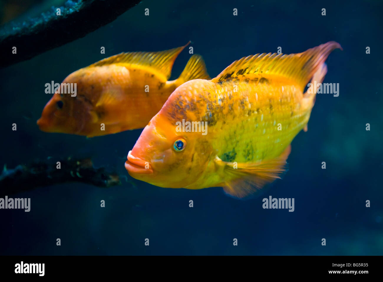 Pesce in presentano vasche in Tennessee Aquarium si trova sulle rive del Fiume Tennessee a Chattanooga nel Tennessee Foto Stock