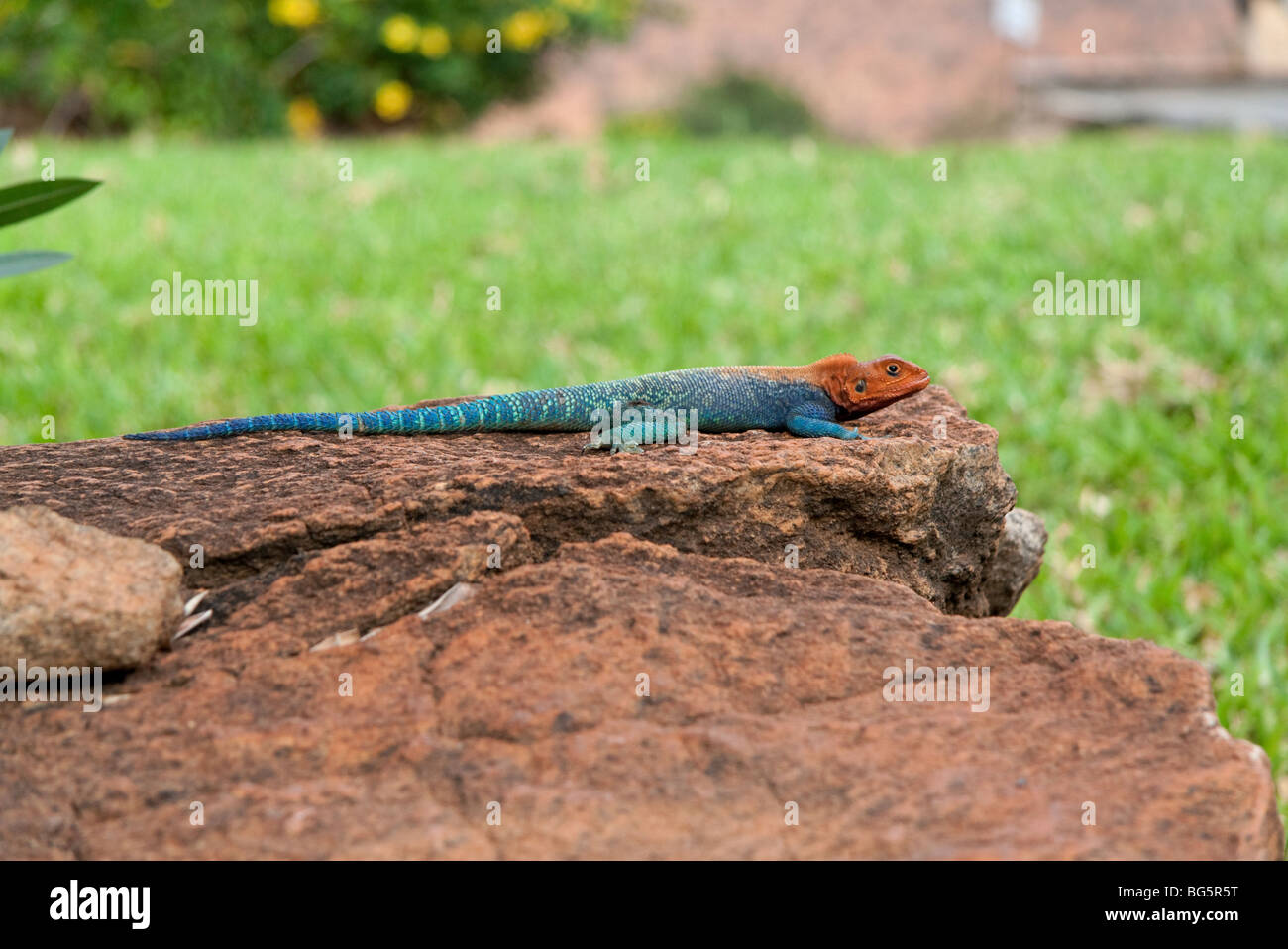 Un red-headed Rock lucertola AGAMA SA nel parco nazionale orientale di Tsavo in Kenya Foto Stock