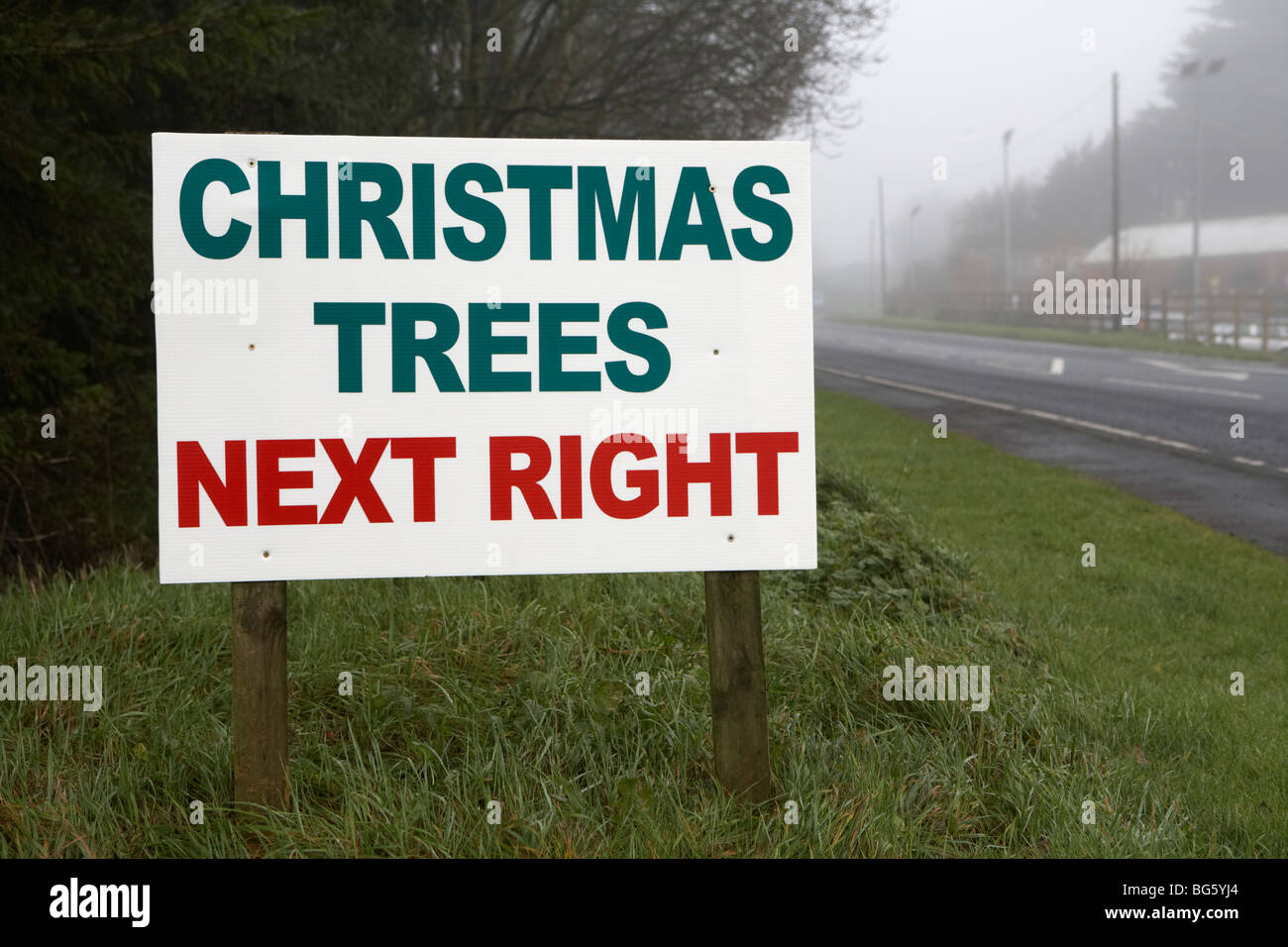 alberi di natale accanto al cartello stradale a destra in county fermanagh irlanda del nord regno unito sede vendita di veri alberi di natale Foto Stock