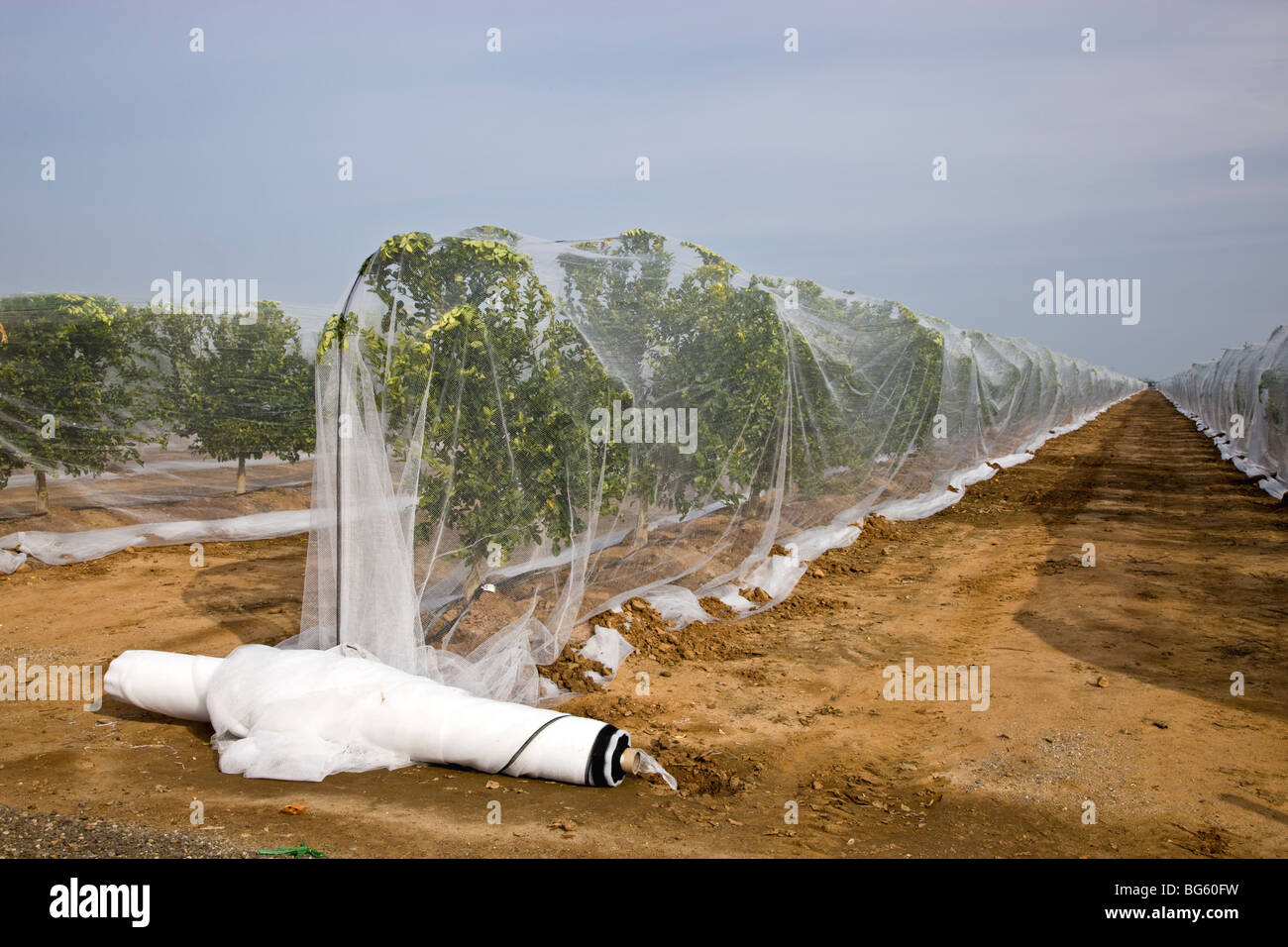 Pezza di rete oltre il giovane "Citrus" alberi di mandarino per evitare di impollinazione incrociata. Foto Stock