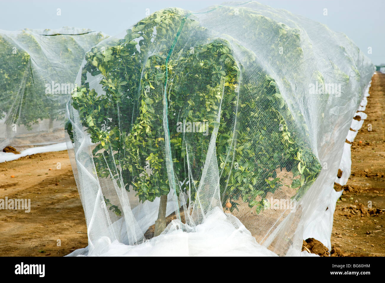 Il Netting su Agrume Giovane 'Mandarine' alberi per evitare di impollinazione incrociata. Foto Stock