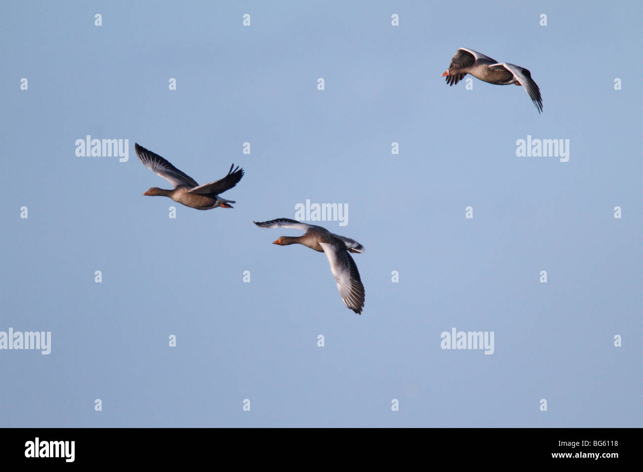 Graylag oche Anser anser in volo Foto Stock