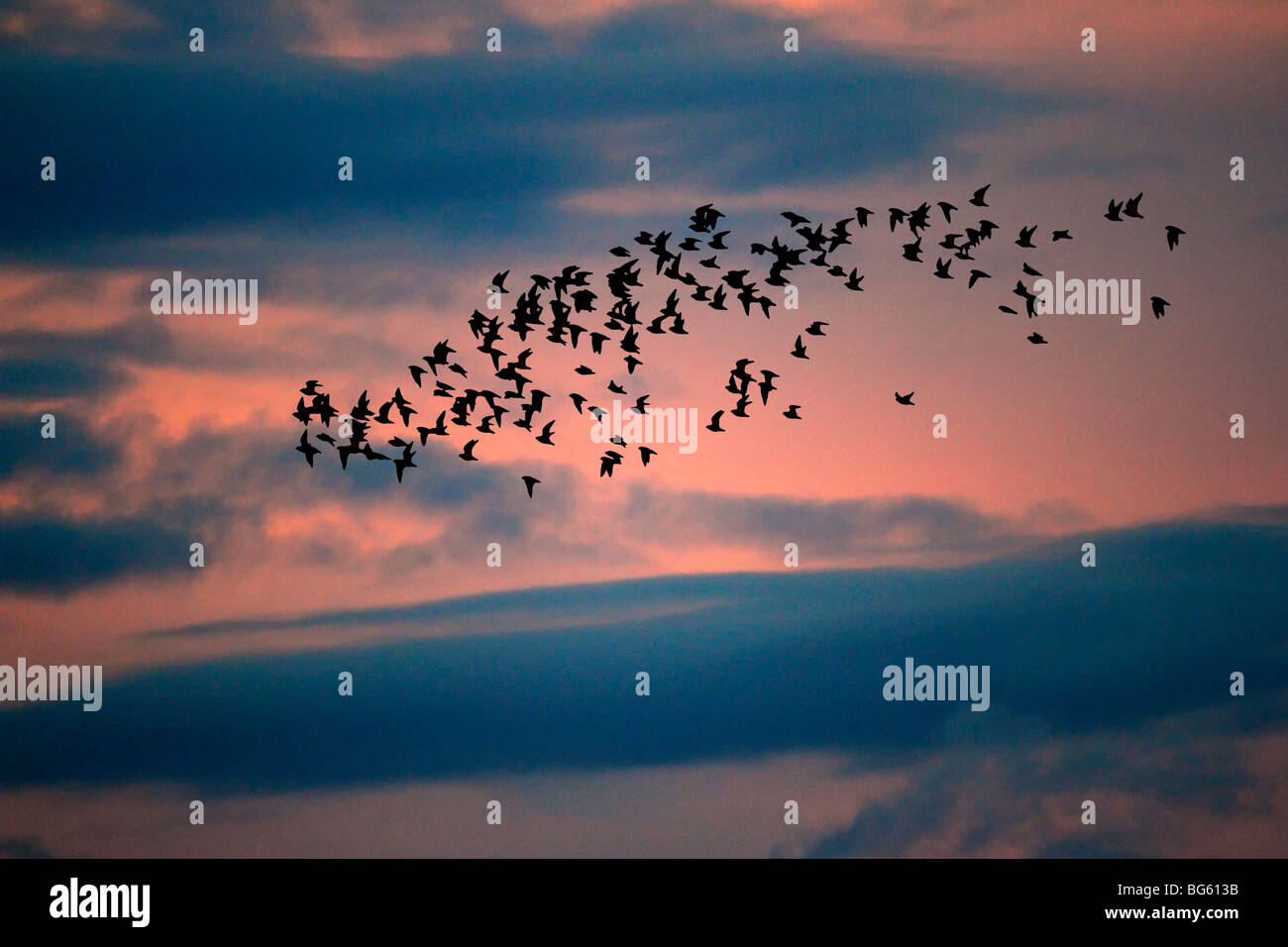 Gregge di Golden Plover Pluvialis apricaria al crepuscolo Foto Stock