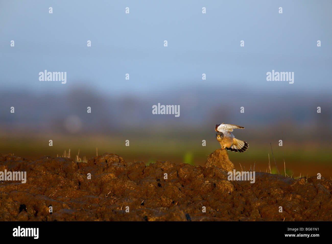 Il Gheppio Falco tinnunculus nella luce della sera Foto Stock