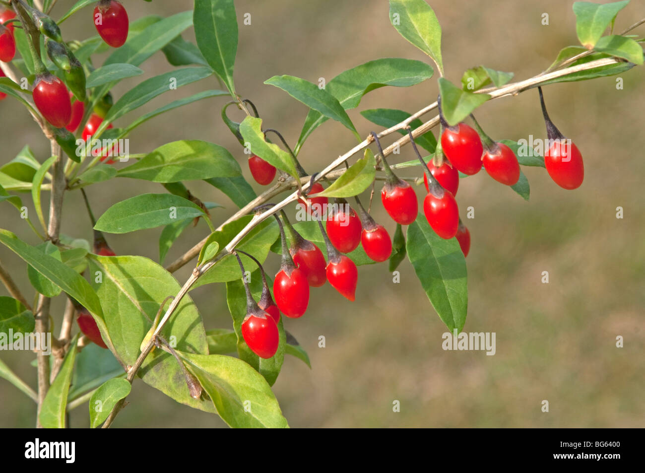 Boxthorn, Wolfberry Cinese (Lycium barbarum), ramoscelli con frutta. Foto Stock