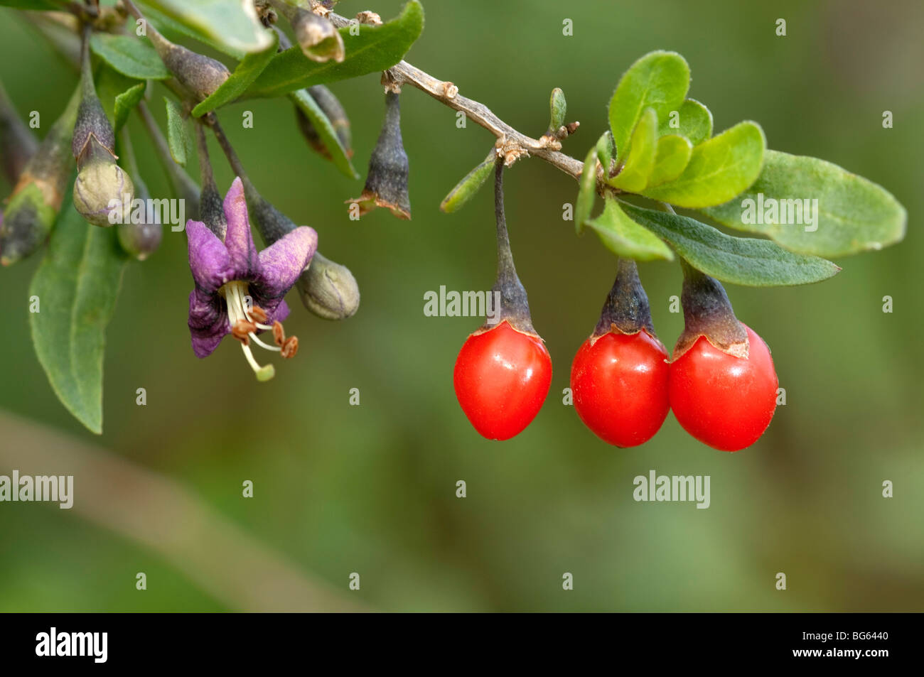Boxthorn, Wolfberry Cinese (Lycium barbarum), ramoscello con frutta e fiori. Foto Stock