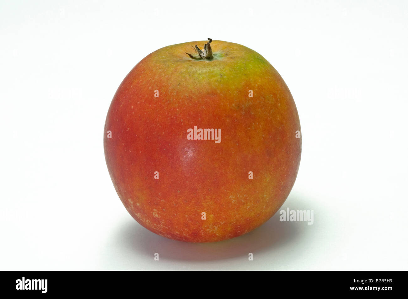 Apple domestico (malus domestica), varietà: Holsteiner Cox, frutti maturi, studio immagine. Foto Stock