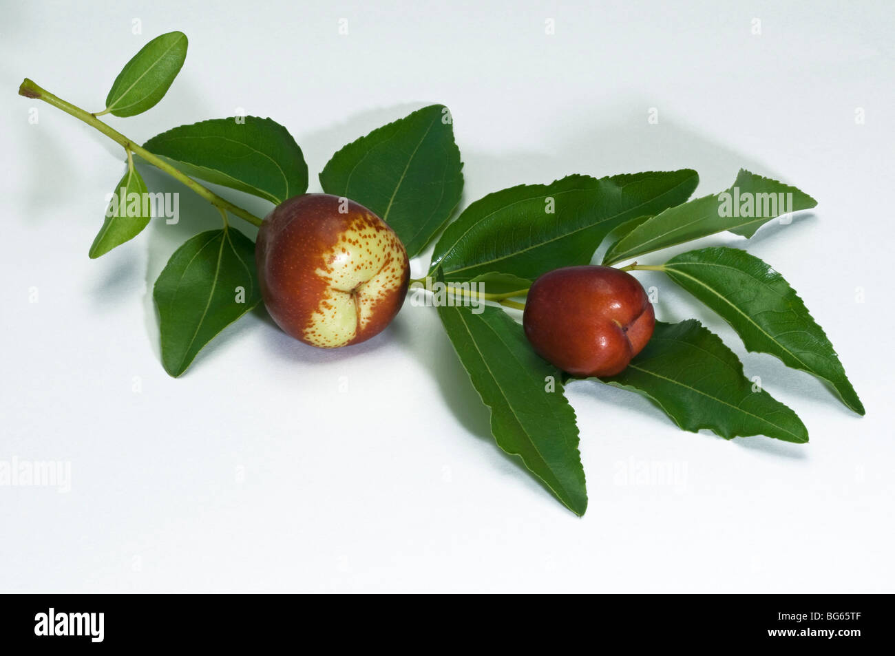 Jujube, rosso Data, Cinese Data (Ziziphus jojoba). Rametto con foglie e frutti maturi. Foto Stock