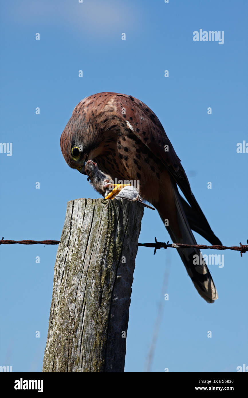 Il Gheppio (Falco tinnunculus) maschio di mangiare il mouse su fencepost Foto Stock