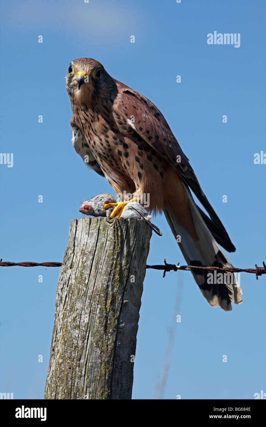 Il Gheppio (Falco tinnunculus) maschio si appollaia su fencepost con il mouse Foto Stock