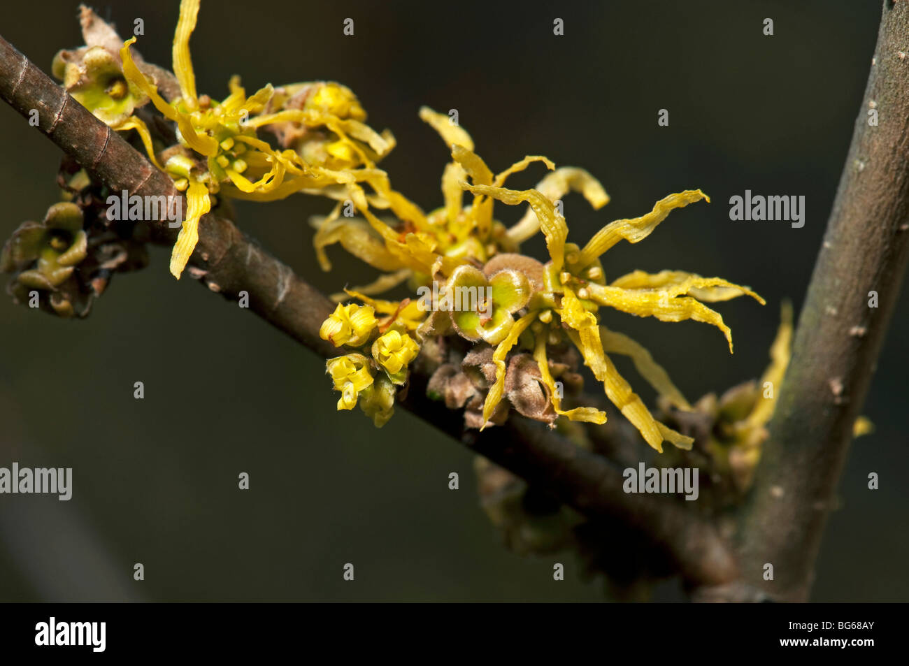 Amamelide (Hamamelis Virginiana). Rametto con fiori nel tardo autunno quando il fogliame è andato. Foto Stock