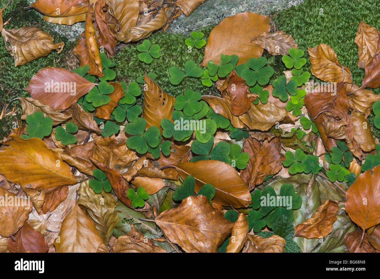 Italia, Piemonte, foglie di faggio in udergrowth Foto Stock