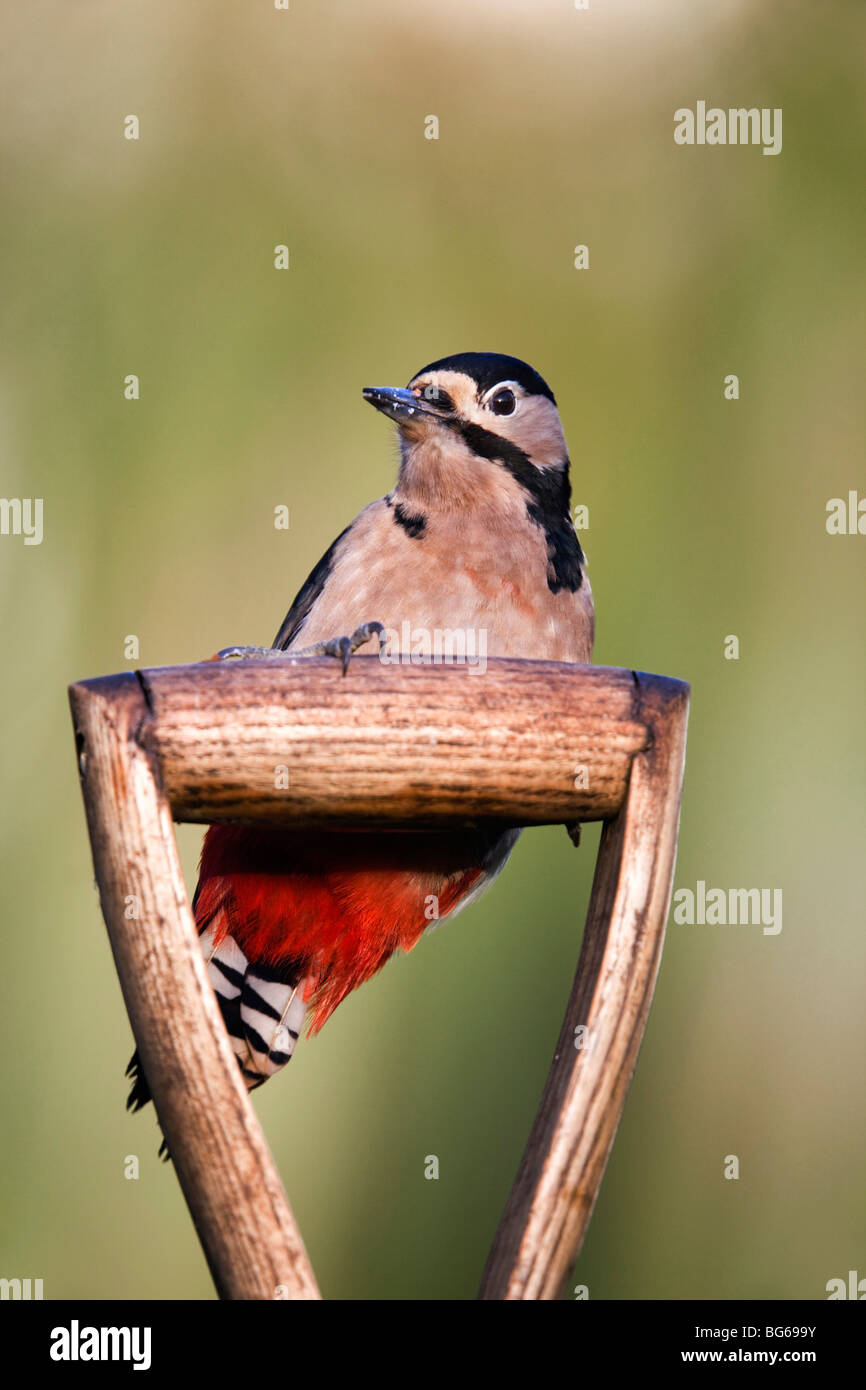 Picchio rosso maggiore; Dendrocopos major; sulla forcella maniglia; Giardino; Cornovaglia Foto Stock