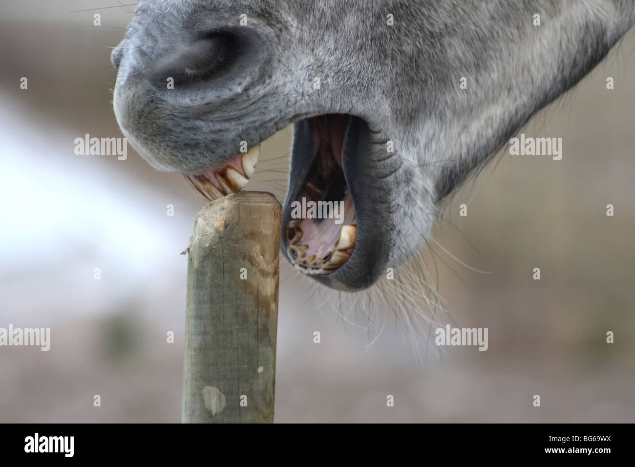 Cavallo grigio di mangiare sul piccolo palo di legno Foto Stock