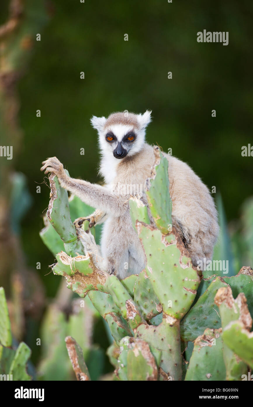 Anello-tailed Lemur seduto in Opuntia cactus, Berenty Riserva, Madagascar Foto Stock