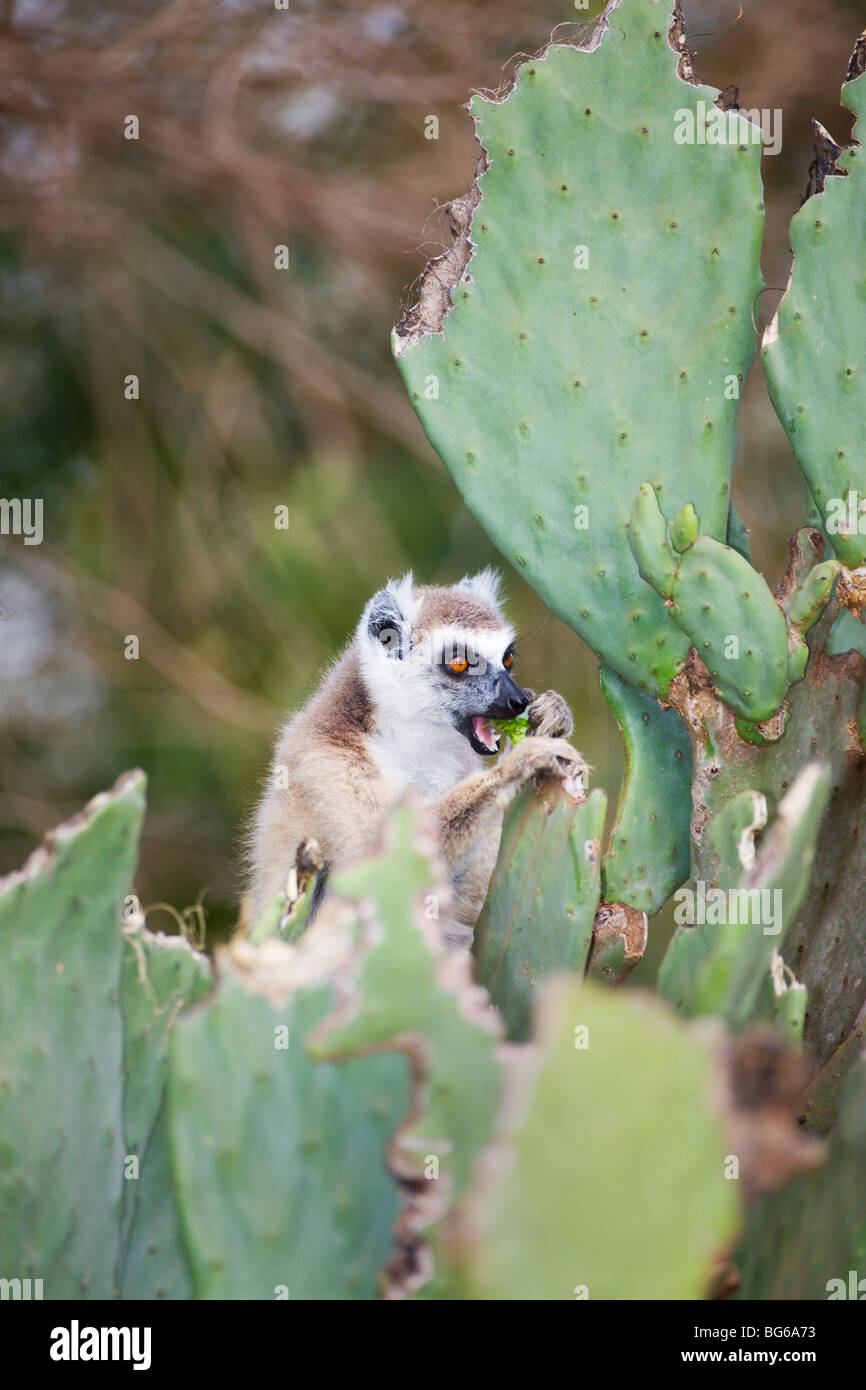Anello-tailed Lemur mangiare Opuntia Cactus, Berenty Riserva, Madagascar Foto Stock
