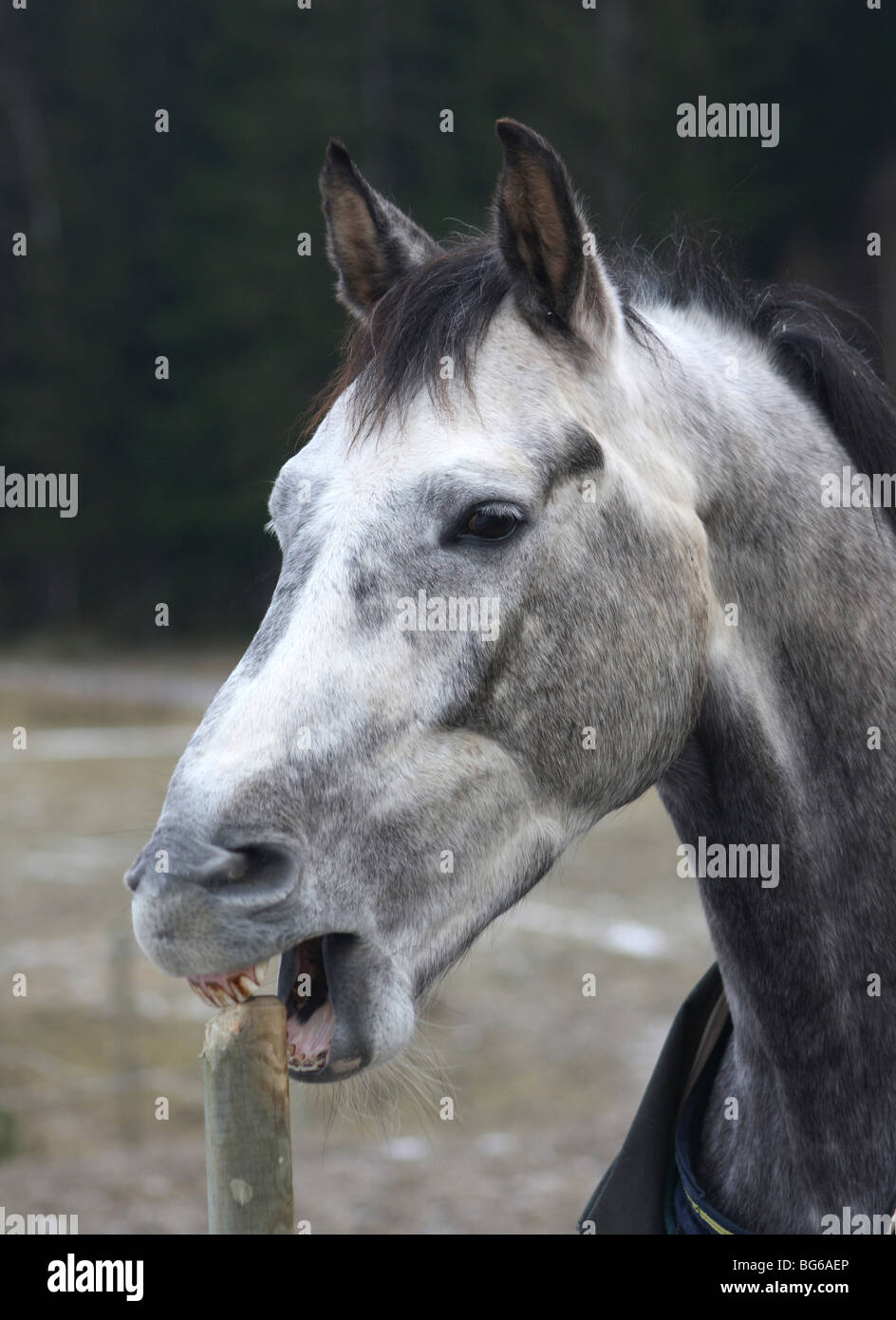Cavallo grigio di mangiare sul legno polo di piccole dimensioni Foto Stock