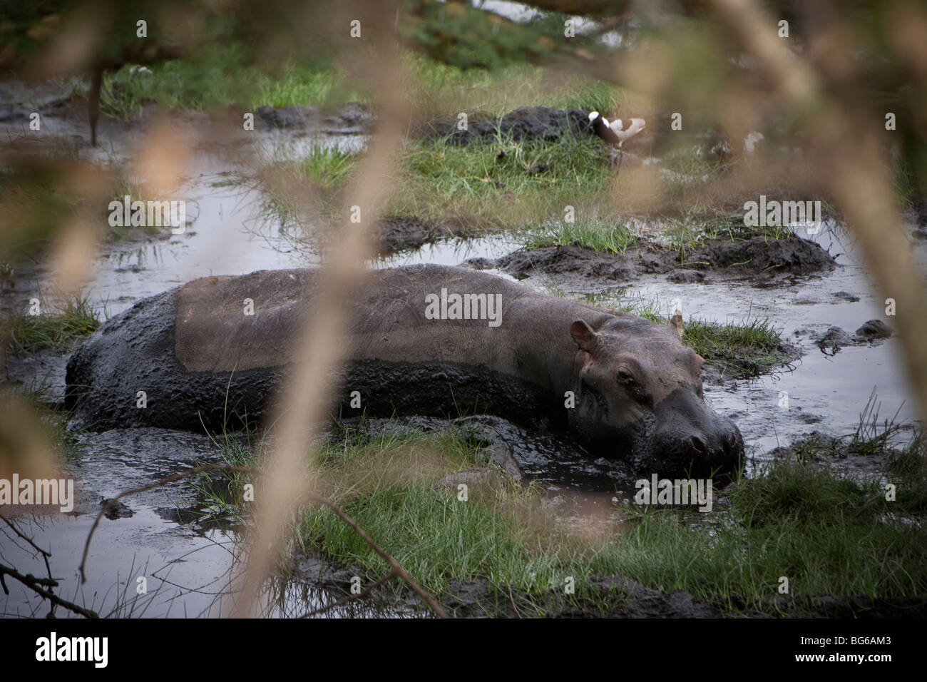 Un ippopotamo wades attraverso una palude nel Parco Nazionale di Arusha, Tanzania settentrionale. Foto Stock