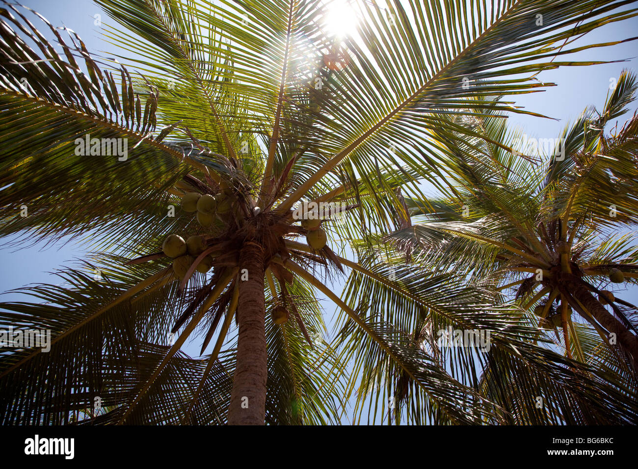 Palm tree, Sri Lanka. Foto Stock