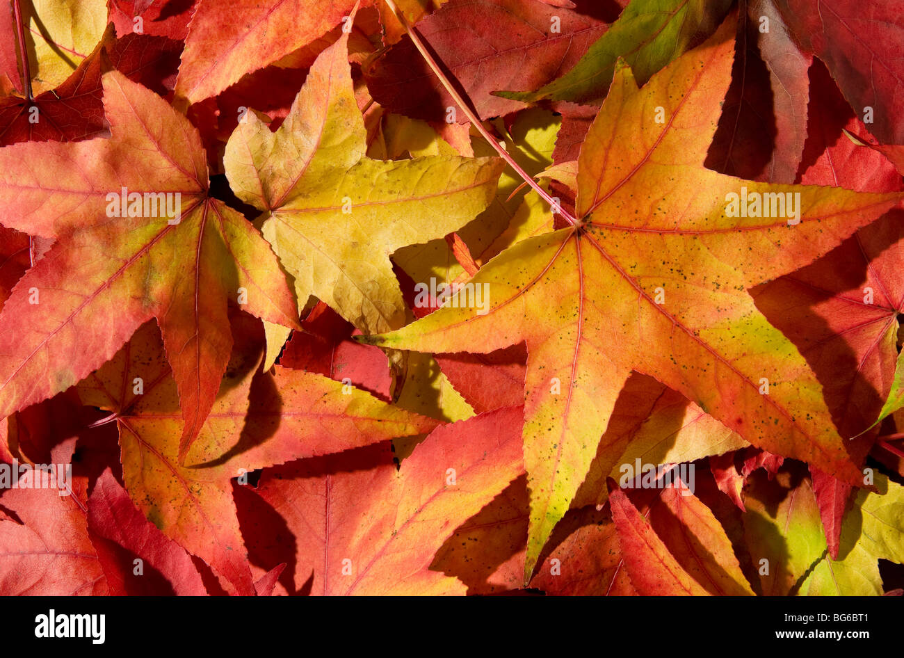 foglie autunnali colorate rosse e gialle Foto Stock