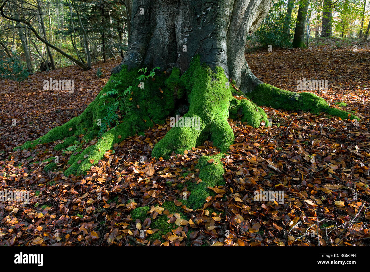 Le radici del vecchio albero coperta di verde muschio, Norfolk, Inghilterra Foto Stock