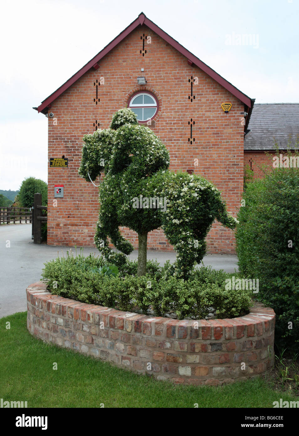 Topiaria da un cavallo e fantino realizzato al di fuori di un Bush in un allevamento nel Cheshire Foto Stock