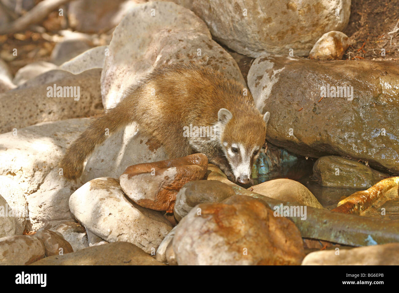 Baby coati cercando per un drink nel piccolo ruscello di montagna Chiracahua dell Arizona. Foto Stock