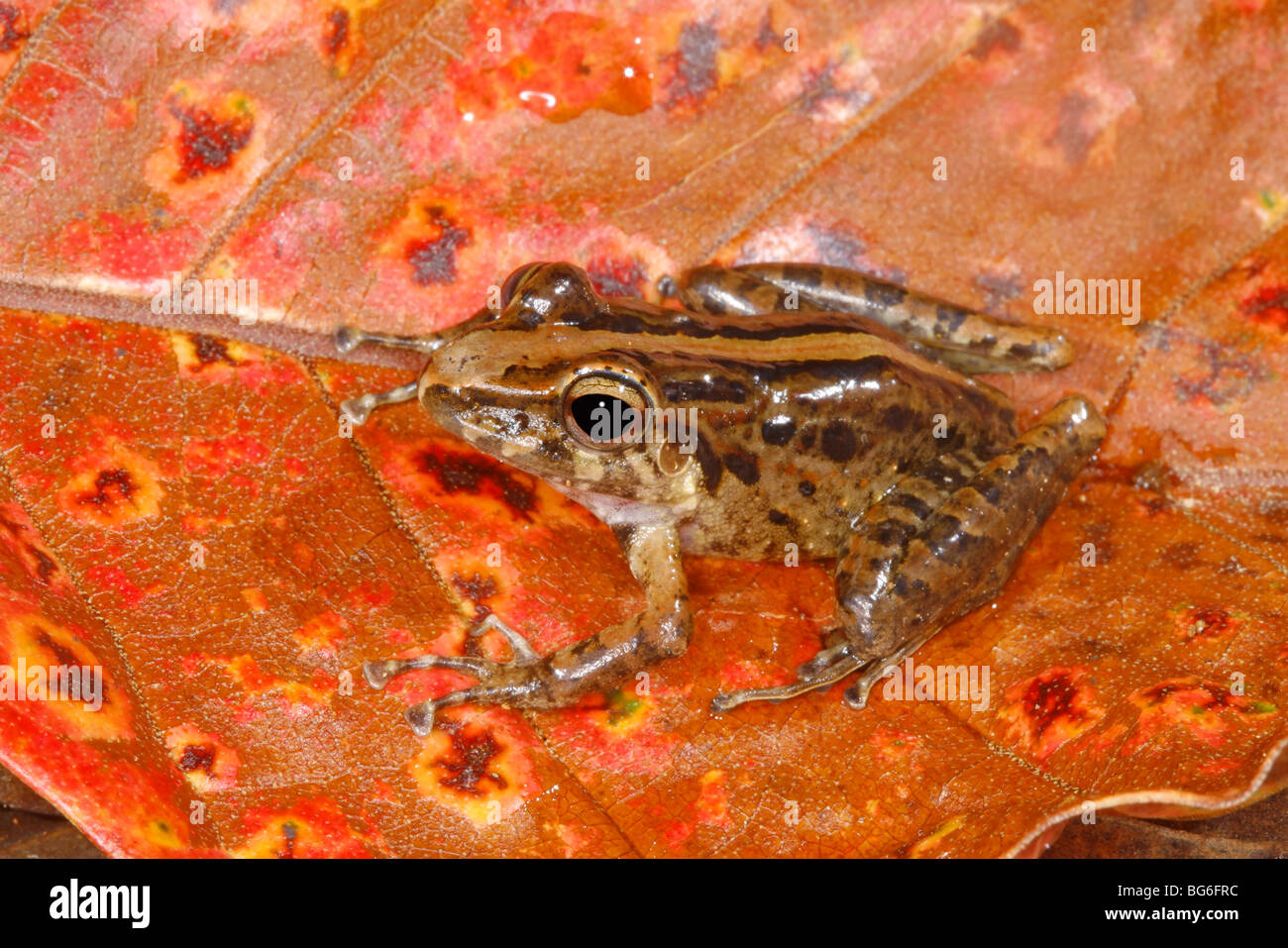 Comune rana di pioggia Foto Stock