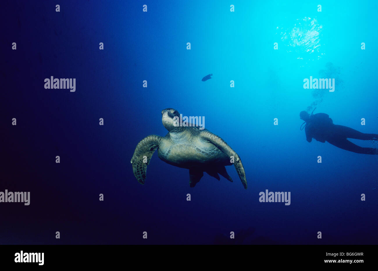 Tartaruga Verde. Chelonia Mydas. Famiglia Cheloniidae. Scuba Diver in background. Galapagos. Ecuador. Turismo. Vita sottomarina. Foto Stock