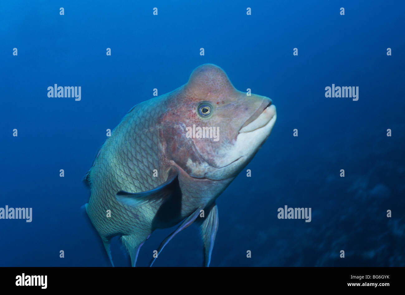 Hogfish messicana. Bodianus Diplotaenia (maschio) incredibile vita sottomarina. Galapagos. Ecuador Foto Stock