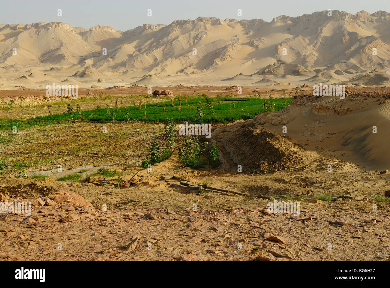 Oasi con un campo verde nel deserto occidentale di Egitto Foto Stock
