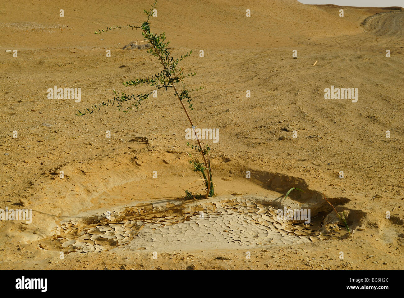 Piccolo albero con foglie verdi in crescita nel deserto occidentale di Egitto Foto Stock