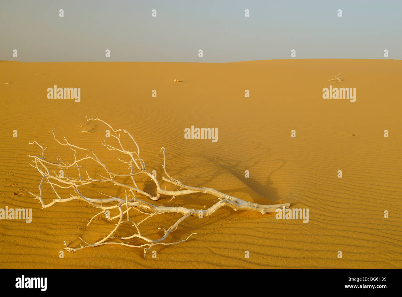 Il ramo di legno morto disteso sul giallo sabbia nel deserto occidentale di Egitto Foto Stock